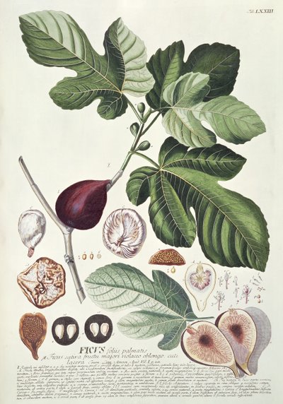 Ficus (Vijg) door Georg Dionysius Ehret